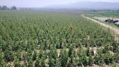 返乡创业赋能乡村振兴 灵丘县东河南镇豆角产业结出“共富果”